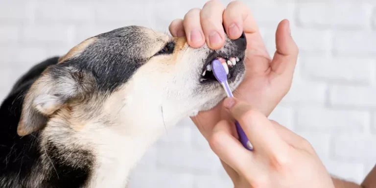 The Importance of Dog Dental Chews for Canine Oral Health